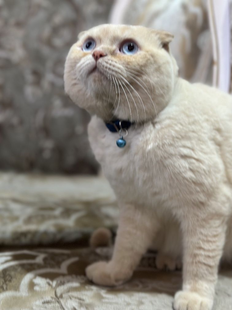 Шотландский кот приглашает на вязку