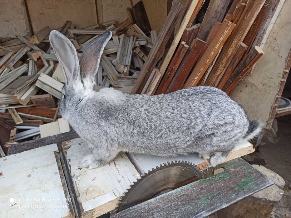 Продавам Зайци Оедрена Чинчила