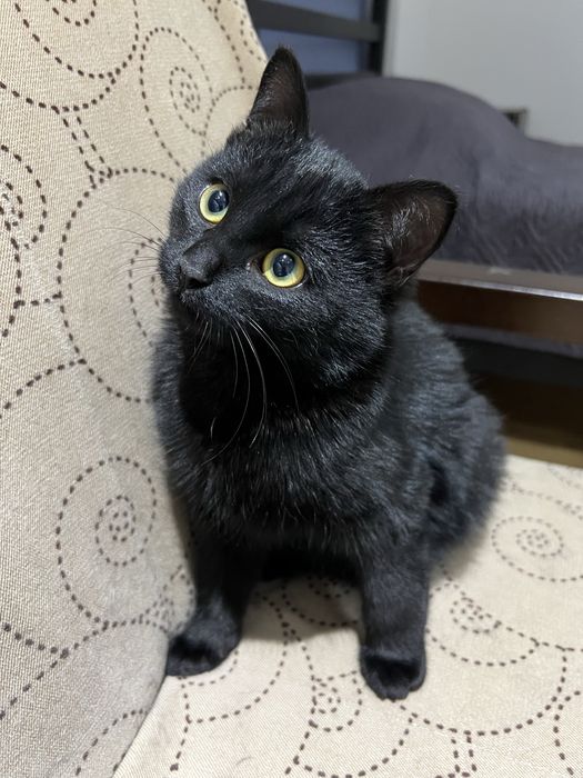 Ищем любящий дом котенку цыпленку