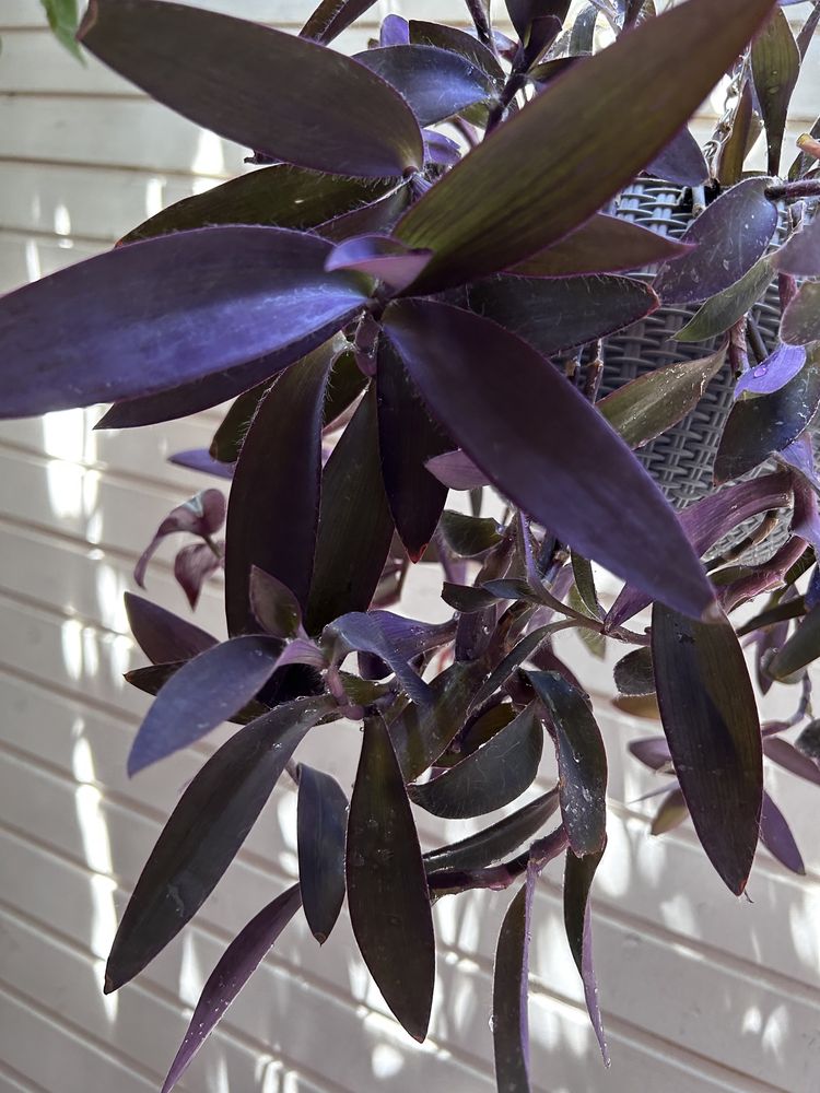 Растение традесканция фиолетовая и зебрина