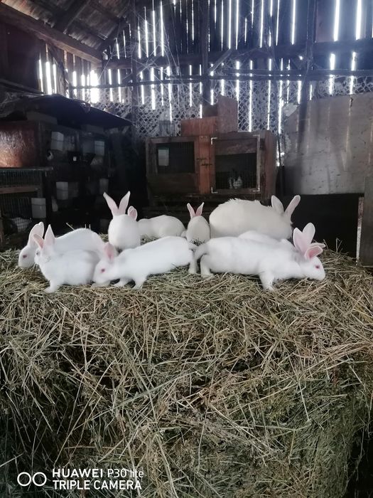 Tineret hycole și pannon