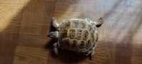 Продам сухопутную черепаху