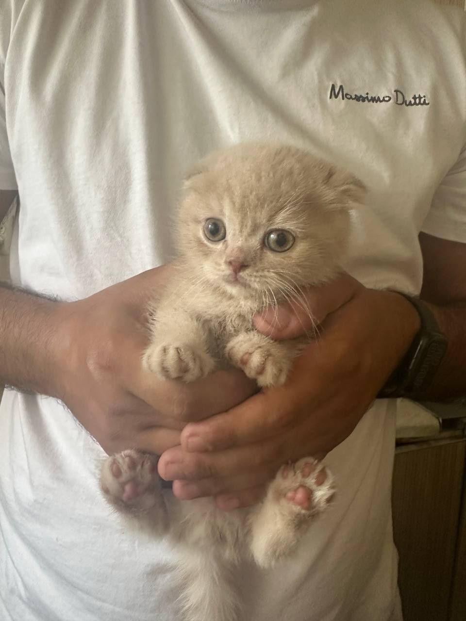 Капучино рангли вислоухий мушукча сотилади — зоти Scottish Fold