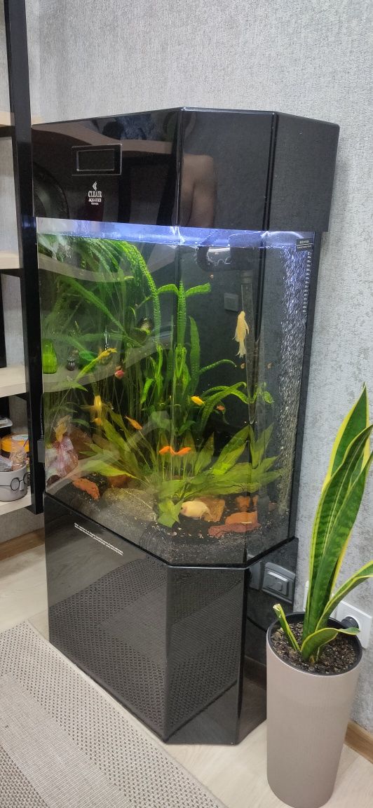 Продам аквариум со всем содержимым