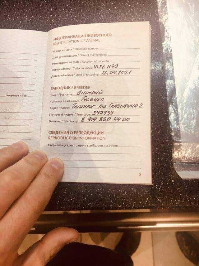 Эпаньол Бретон бритониский спаниель эпанол бритон ов охотничий