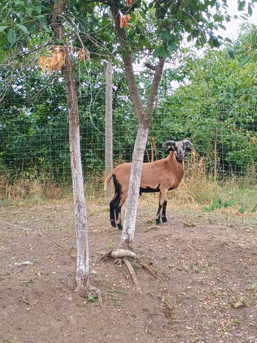 Oaia din Camerun Vânzare