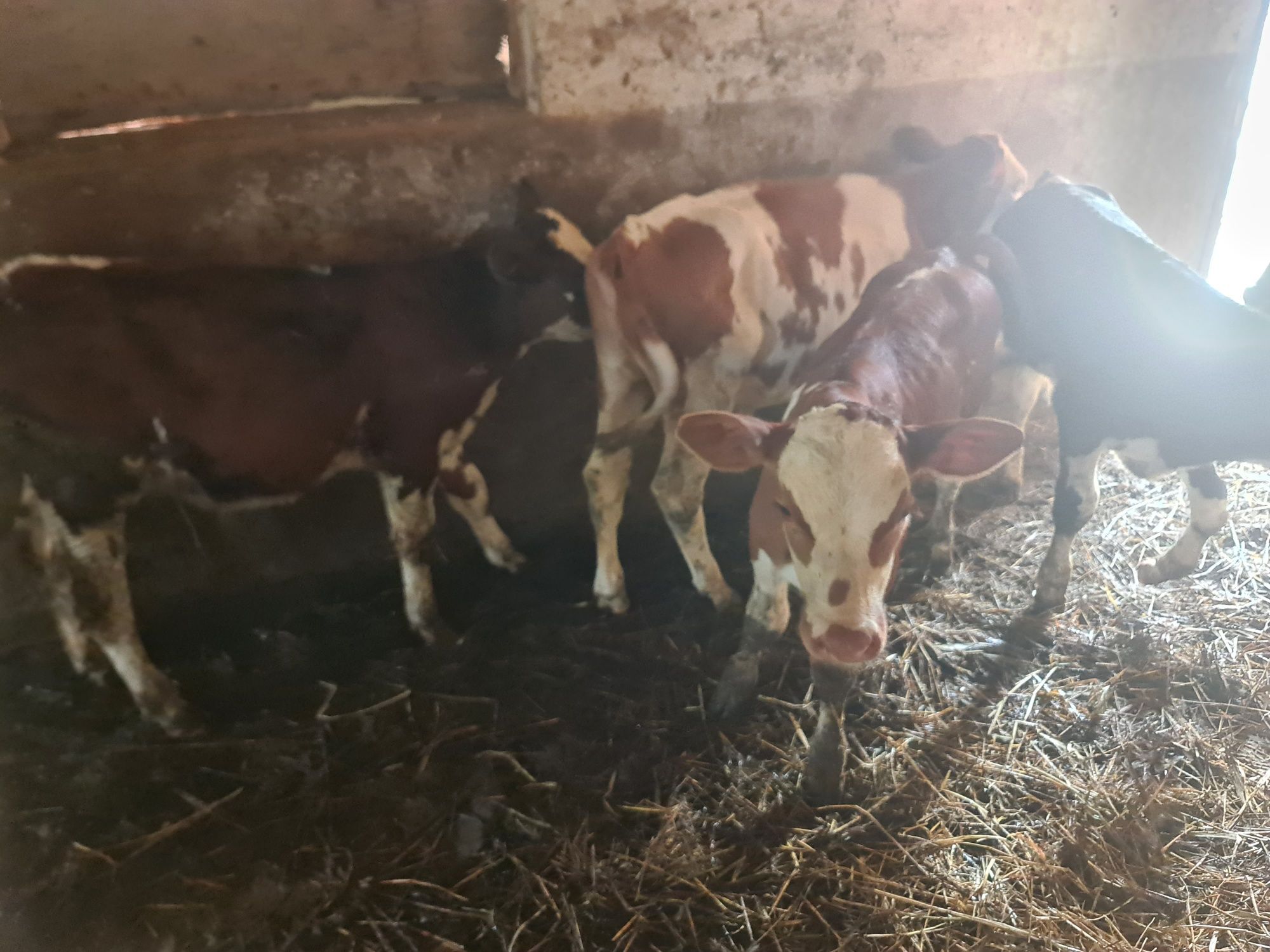 Vând 4 taurasi și o vitică