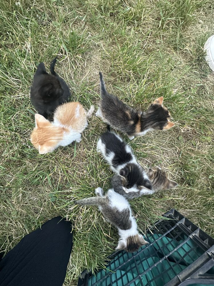 pisici pentru adoptie