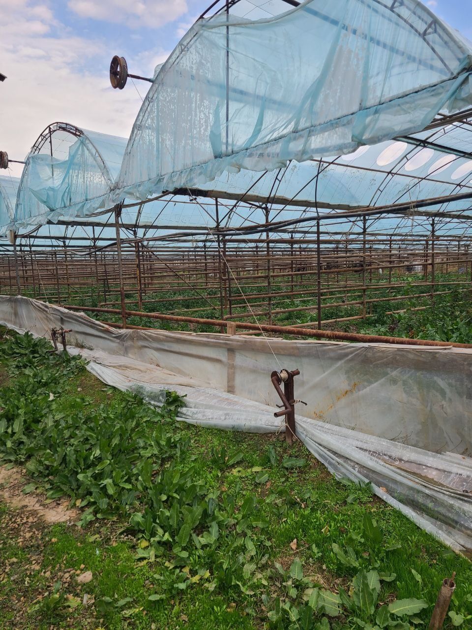 продажа теплицы  1.7 га Кибрай Аргин
