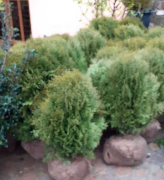 PonPon buxus Tuia Smarald