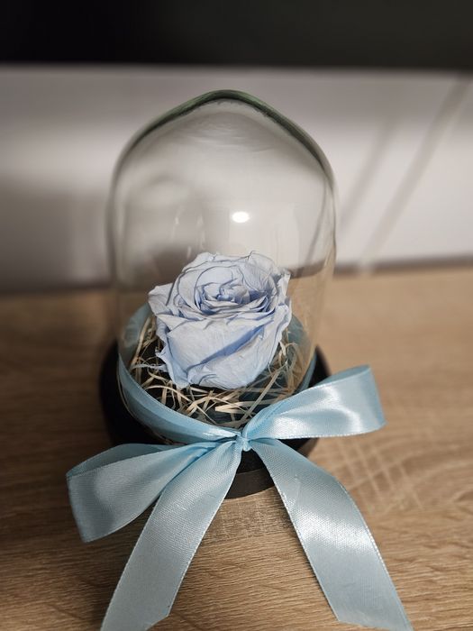 Trandafir baby blue, cupola