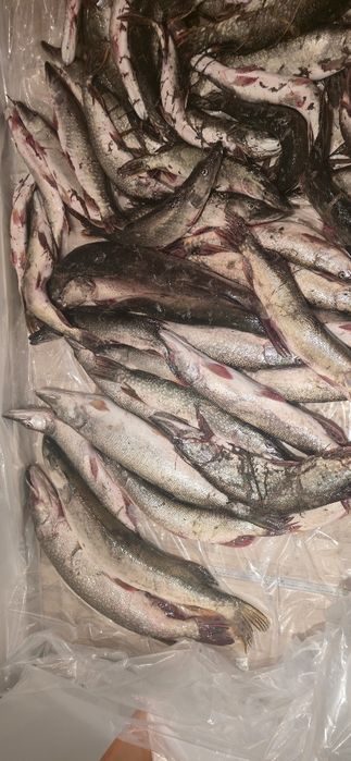 Рыба Иргизский свежий вчера привезли кг 700 тг 8 мкр Бр Жубанова 285