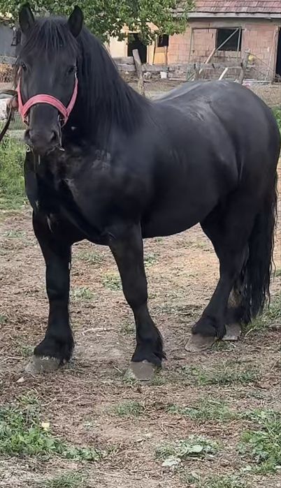 Armăsar de montă