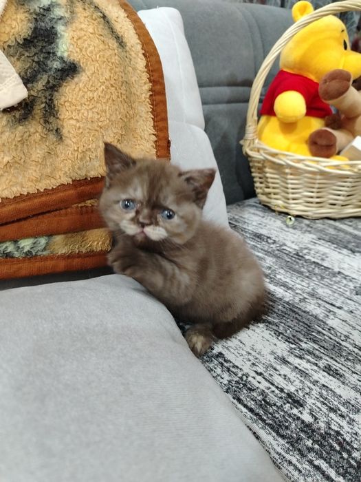 Котята скотиш фолд, скотиш страйт