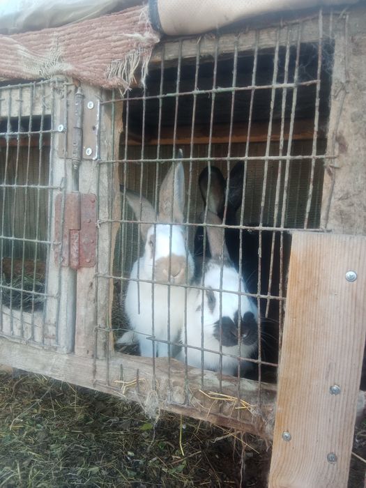 Клетка для кроликов