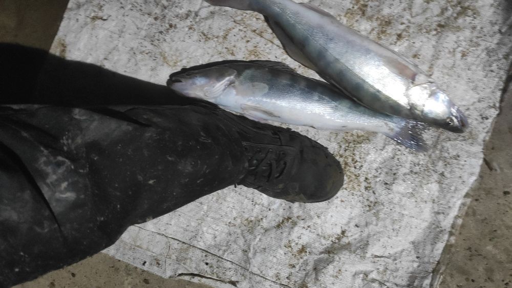 Судак балығы сатылады