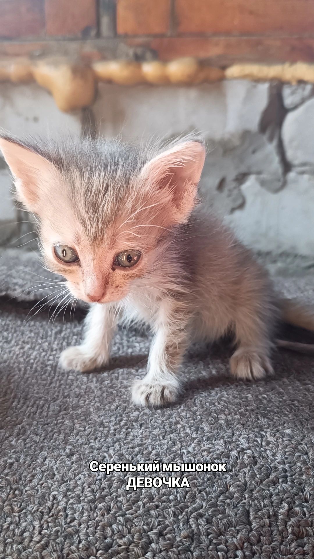 Отдам котят в хорошие руки