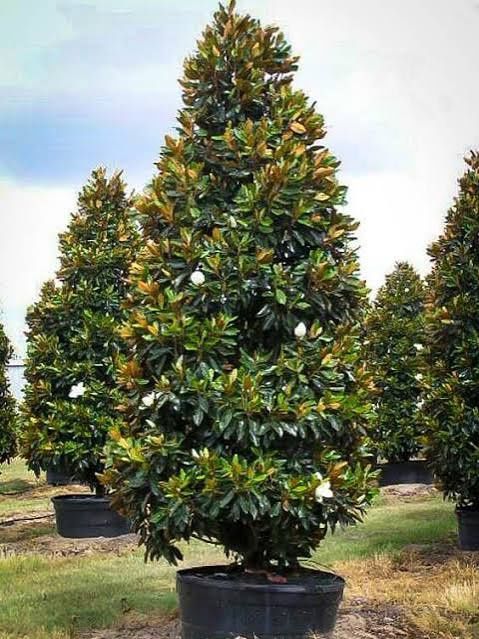 Magnolie grandi flora