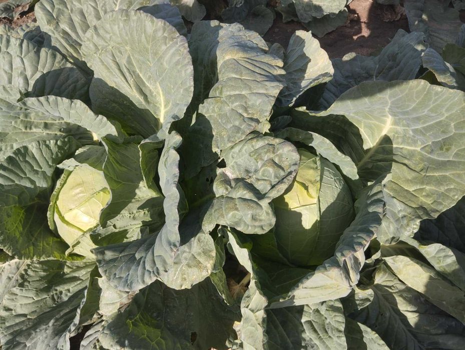 Продавам Българско Зеле Ергенско