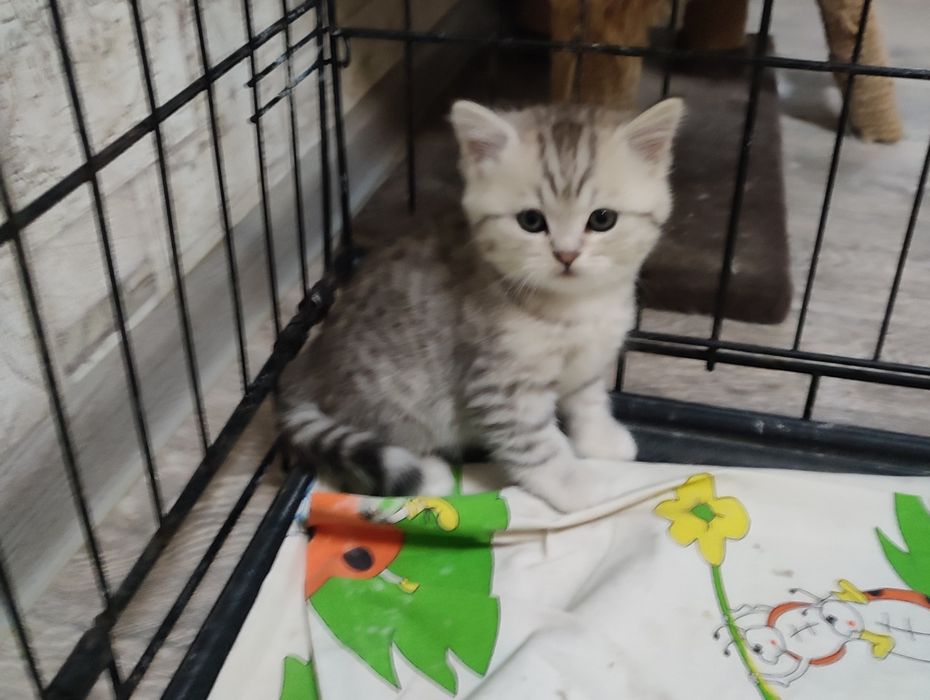 Британский котенок, мальчик