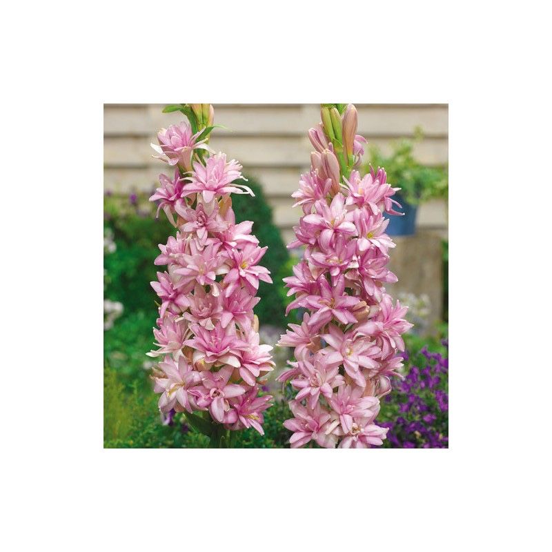 Bulbi de Tuberozaă Roz floriferi (Flori) ‼️‼️