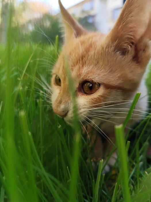 Рыжий 3 месячный катёнок