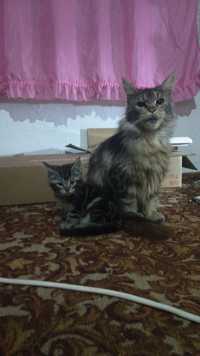 Продаю мейн-кун кошку и её милых котят