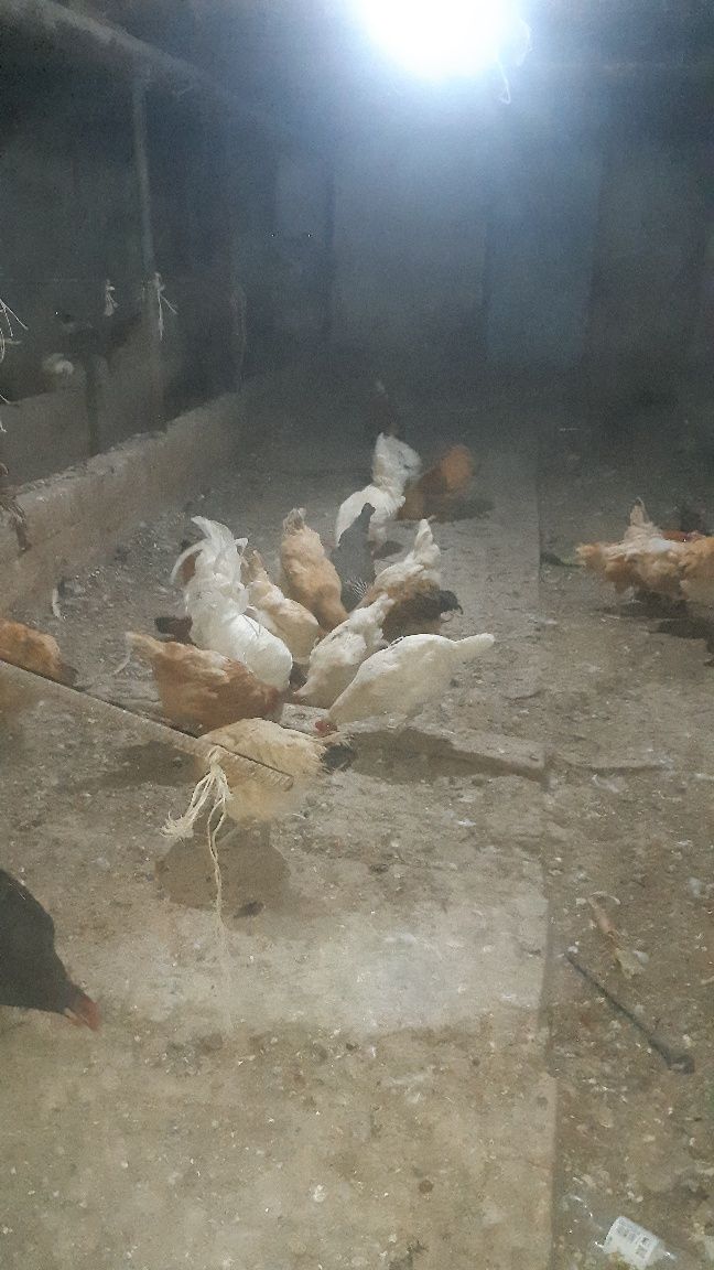 Продам курей, хорошо несутся