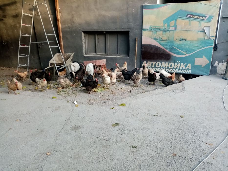 Товуклар сотилади уй хонаки товуклар хаммаси тухумга кирган.