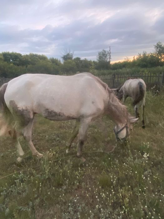 Продаеться лошадь