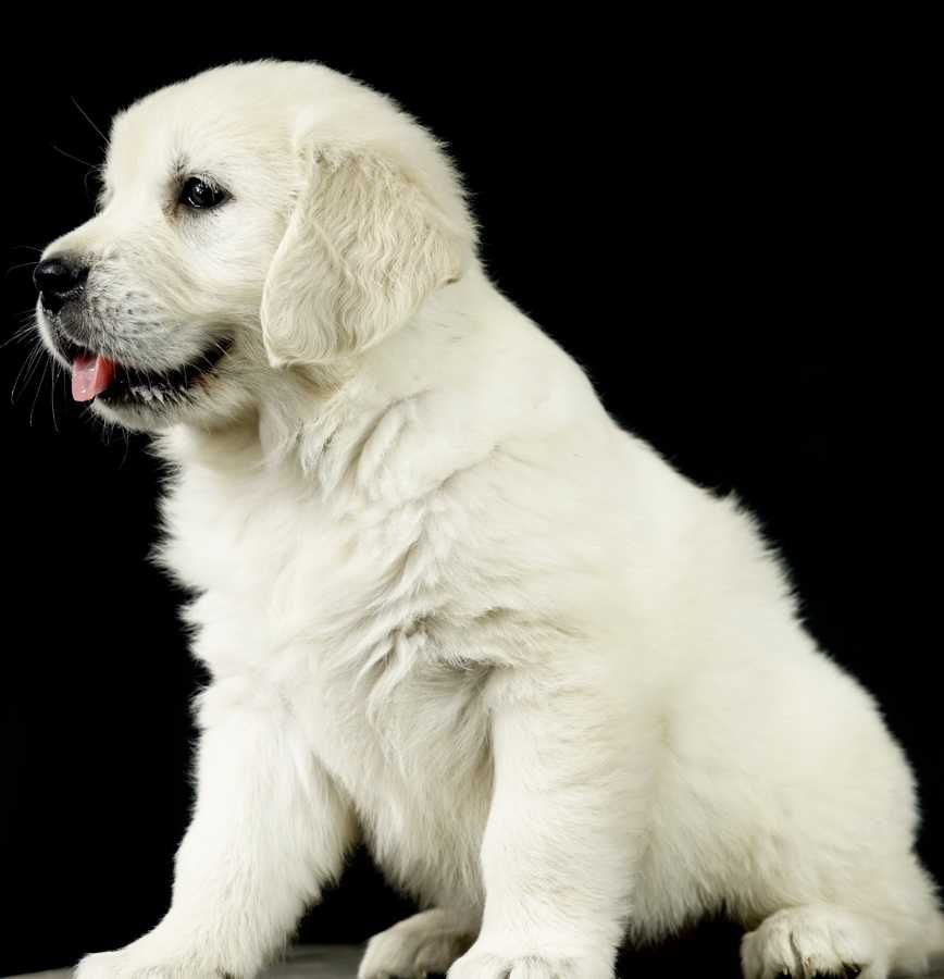 De vanzare Golden Retriever deosebit de frumos/transport