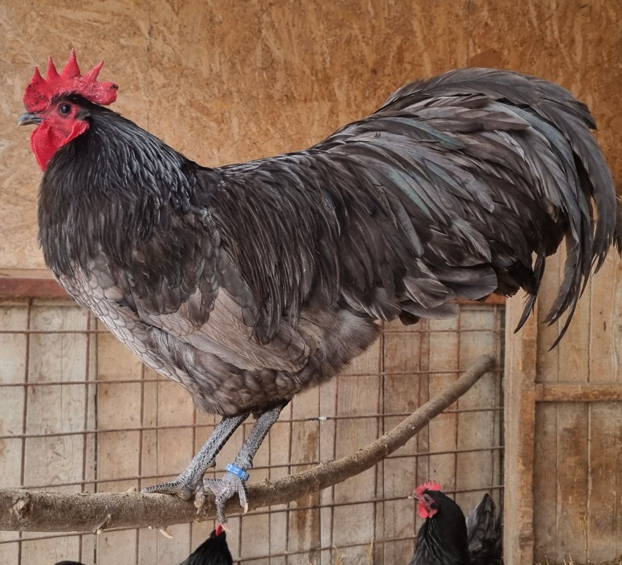 Ouă pentru incubat! Australorp