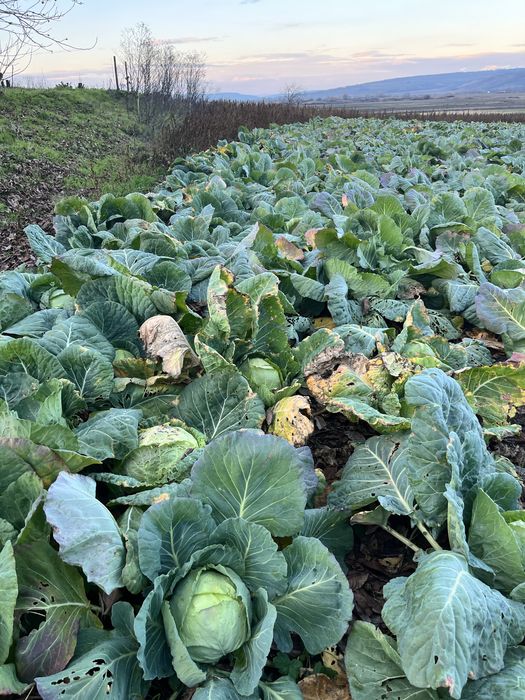 Varza de Buzău de vânzare