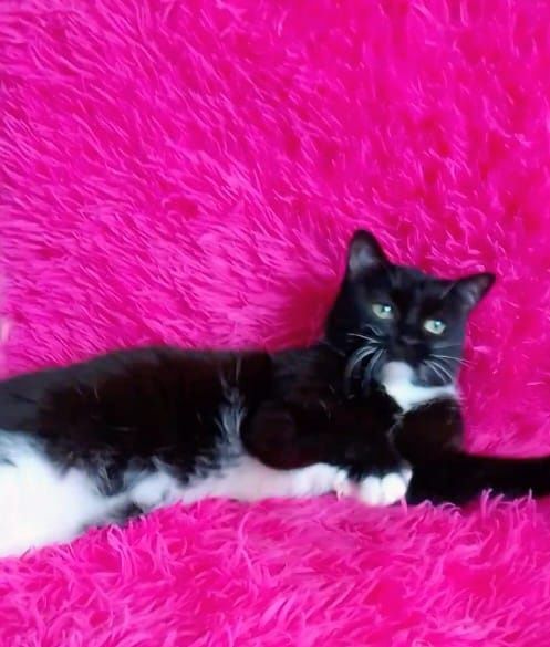 Котики и кошечки ждут любящих хозяев