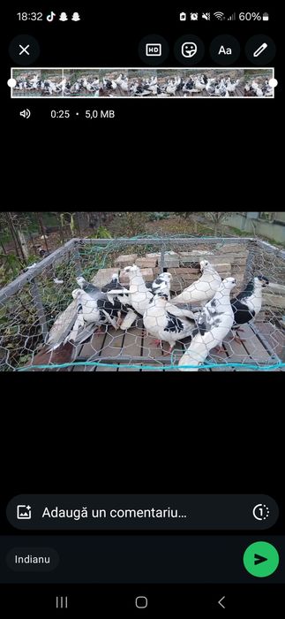 De vânzare o pereche de misirli