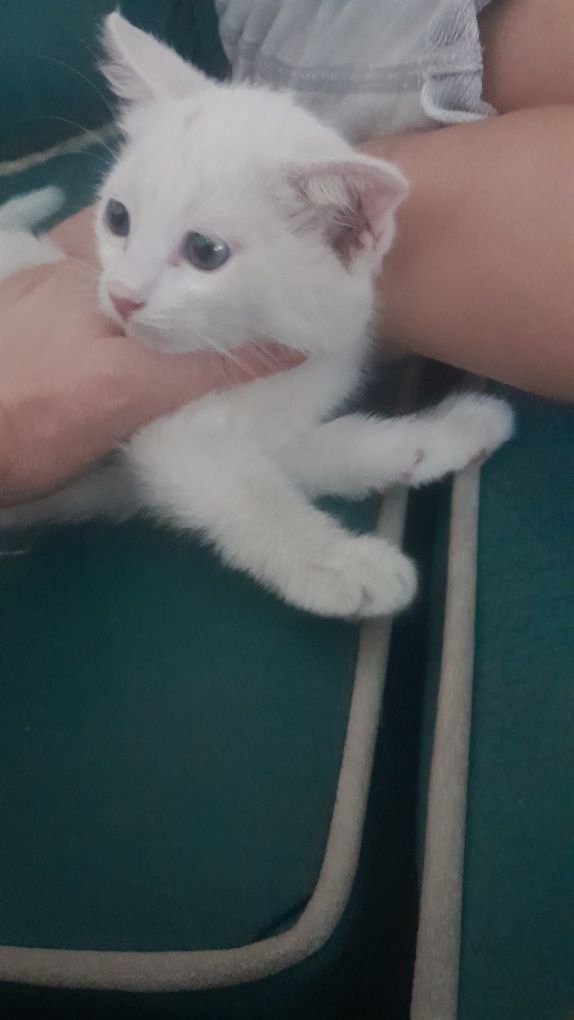 Отдам котят в добрые руки. Котята чистые, знают лоток