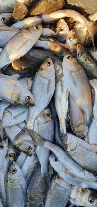 Peste pentru populat balti