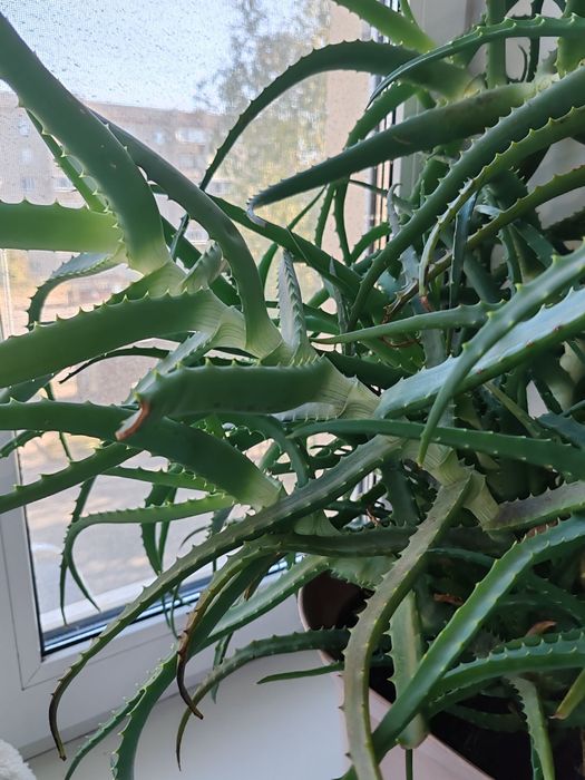 Продам алоэ уже много летнее