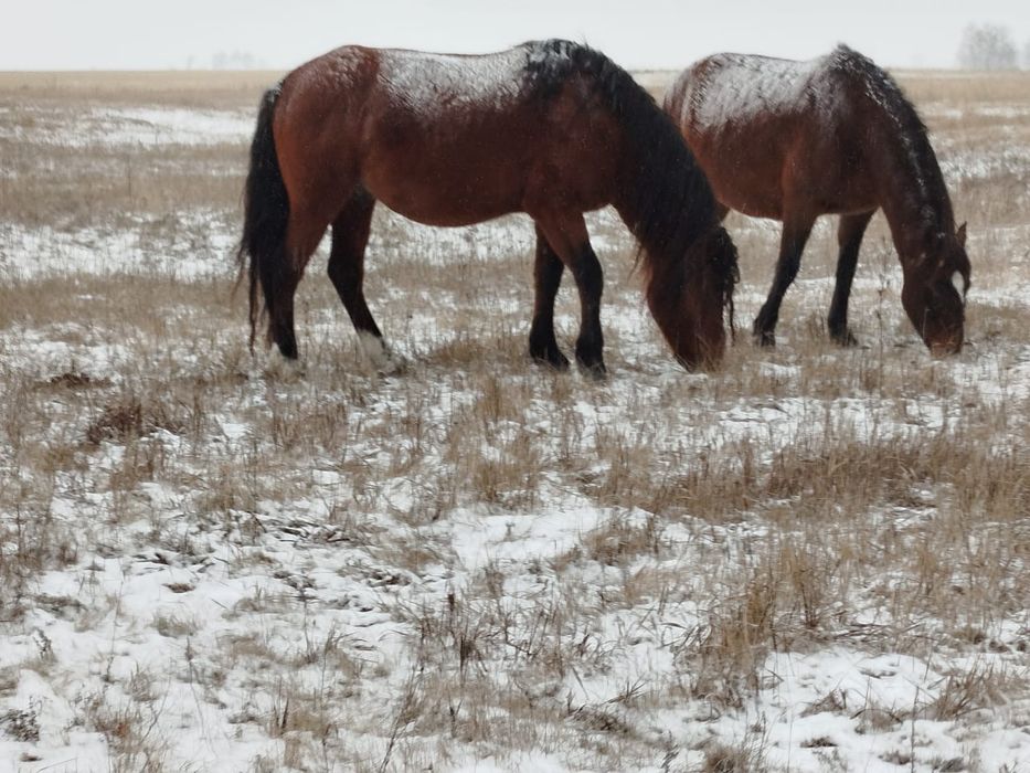 Айгыр, Жеребец продажа/обмен