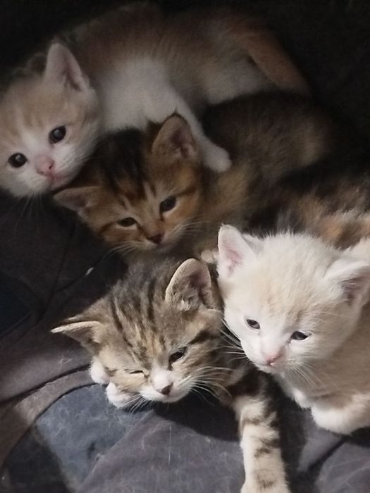 Продаются семья СКОТИШ ФУД