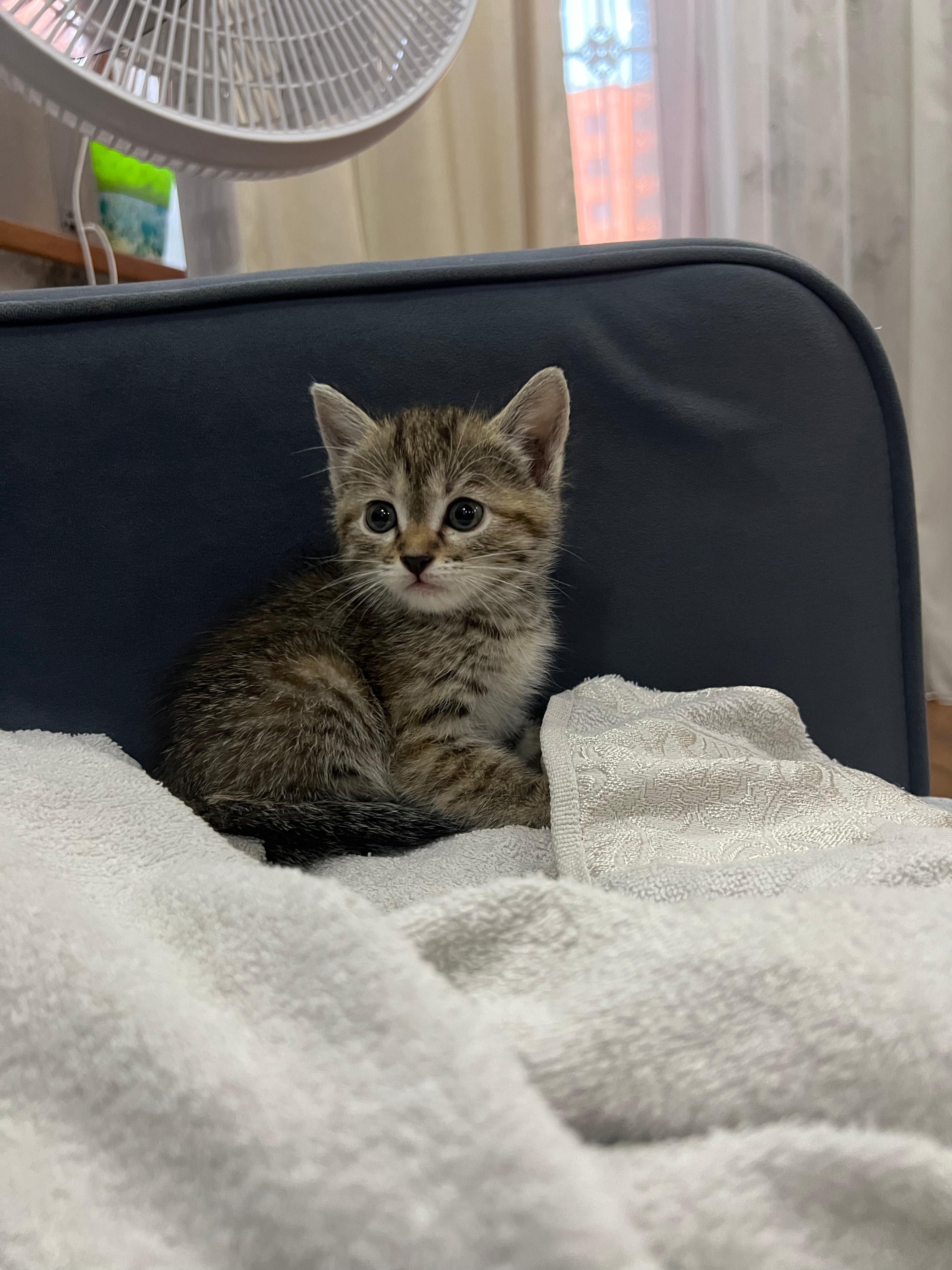Отдам котят ответственным людям
