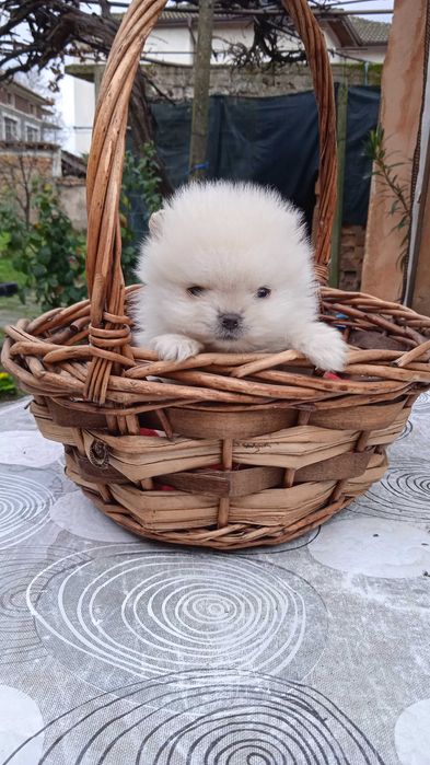 Мини шпиц/померани