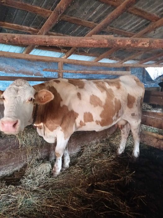 Vaci Reforma pentru abatorizare.