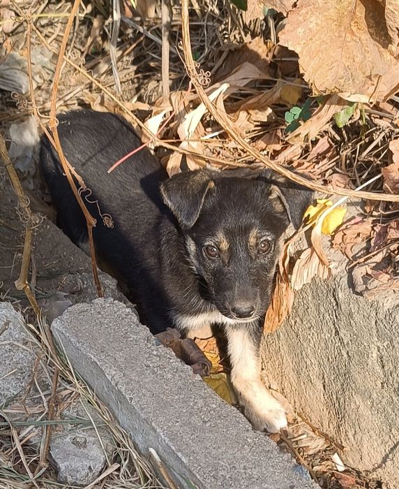 Отдам в добрые и заботливые руки.Очень милых и шустрых щенков.