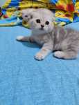 Toza qon mushuklar