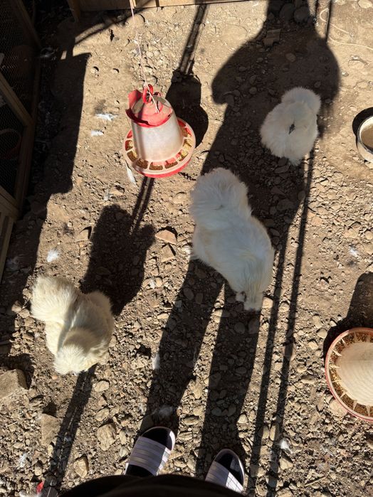 Vând familie gaini japoneze