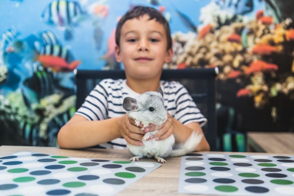 Chinchilla Sinsila Mozaic