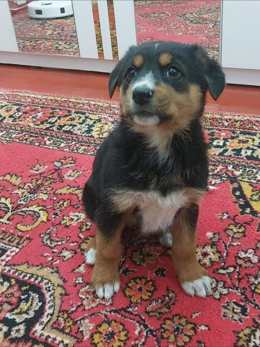 Отдам щенка в добрые руки