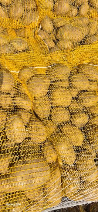 Vand cartofi galbeni 55+