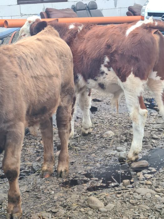 Se vinde 2 taurasi foarte frumoși grași 60 bucata 7..8 luni